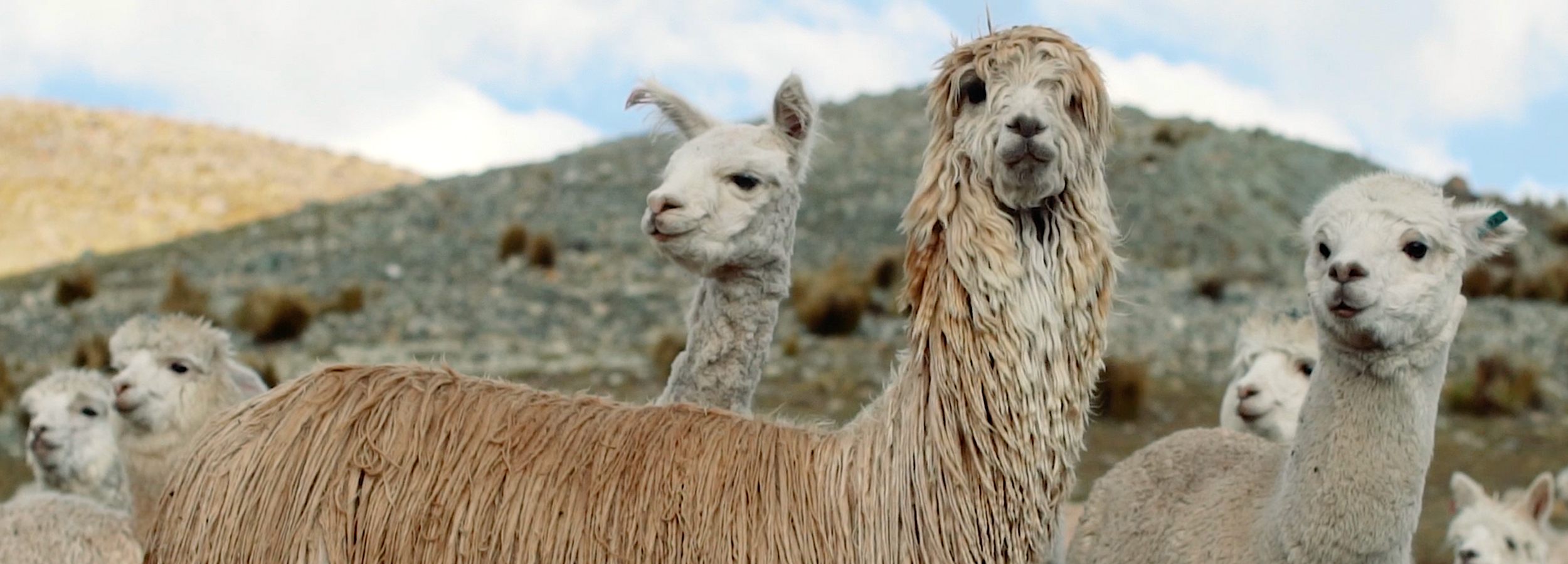Sustainable kind alpaca farming in Peru